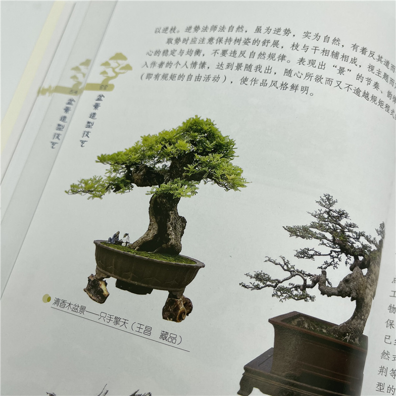 盆景详情10.jpg